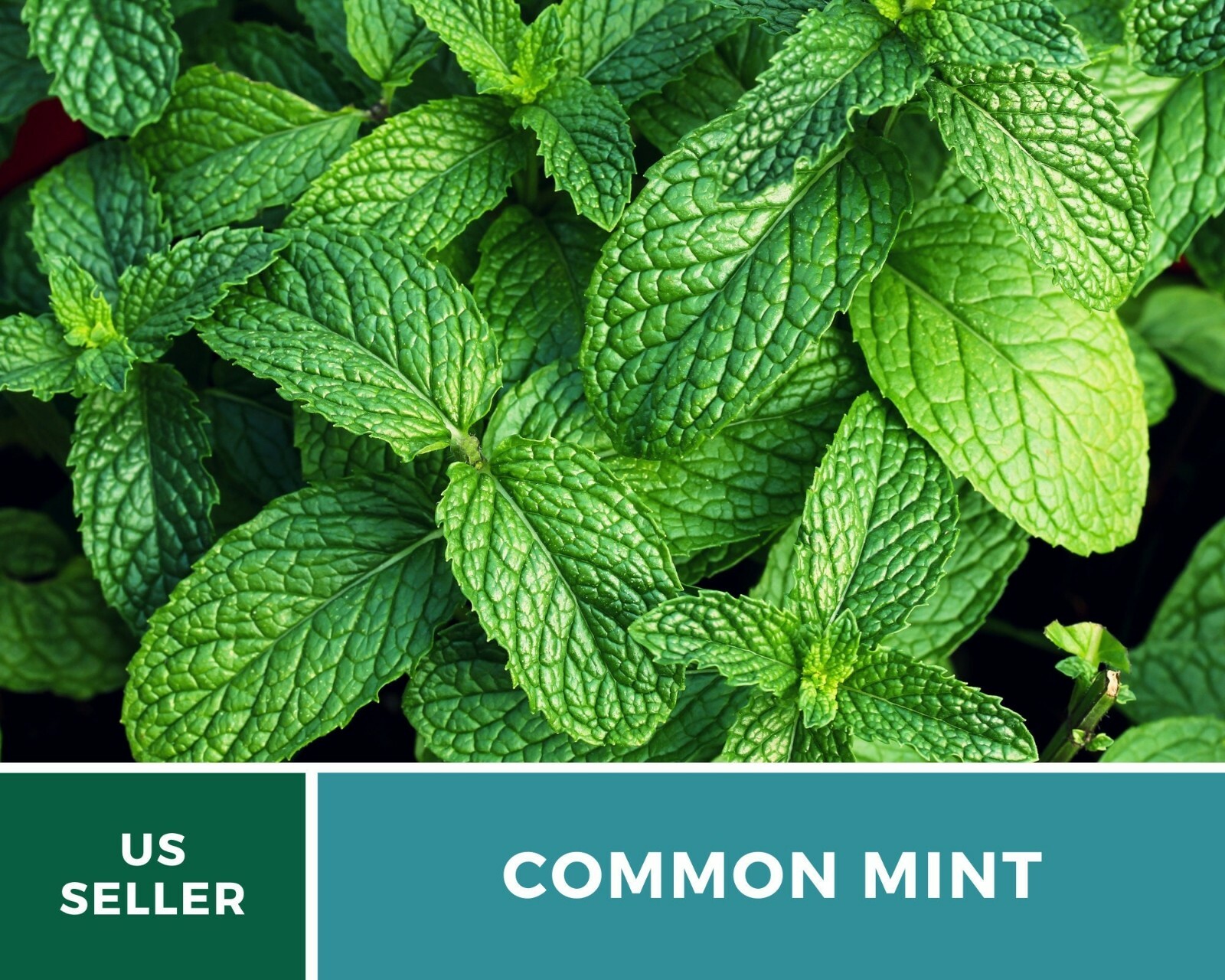 Mint, Common – Heirloom Seeds – Medicinal & Culinary Herb – GMO Free (Mentha spp