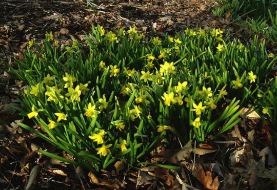 5 Miniature Daffodil BULBS ~ Mini Rock Gardens **FALL Planting