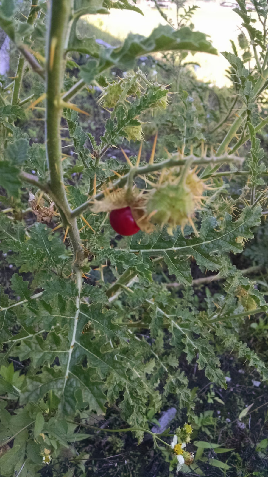10 Rare Litchi Tomato Seeds-Heirloom-Solanum sisymbriifolium Free Shipping USA