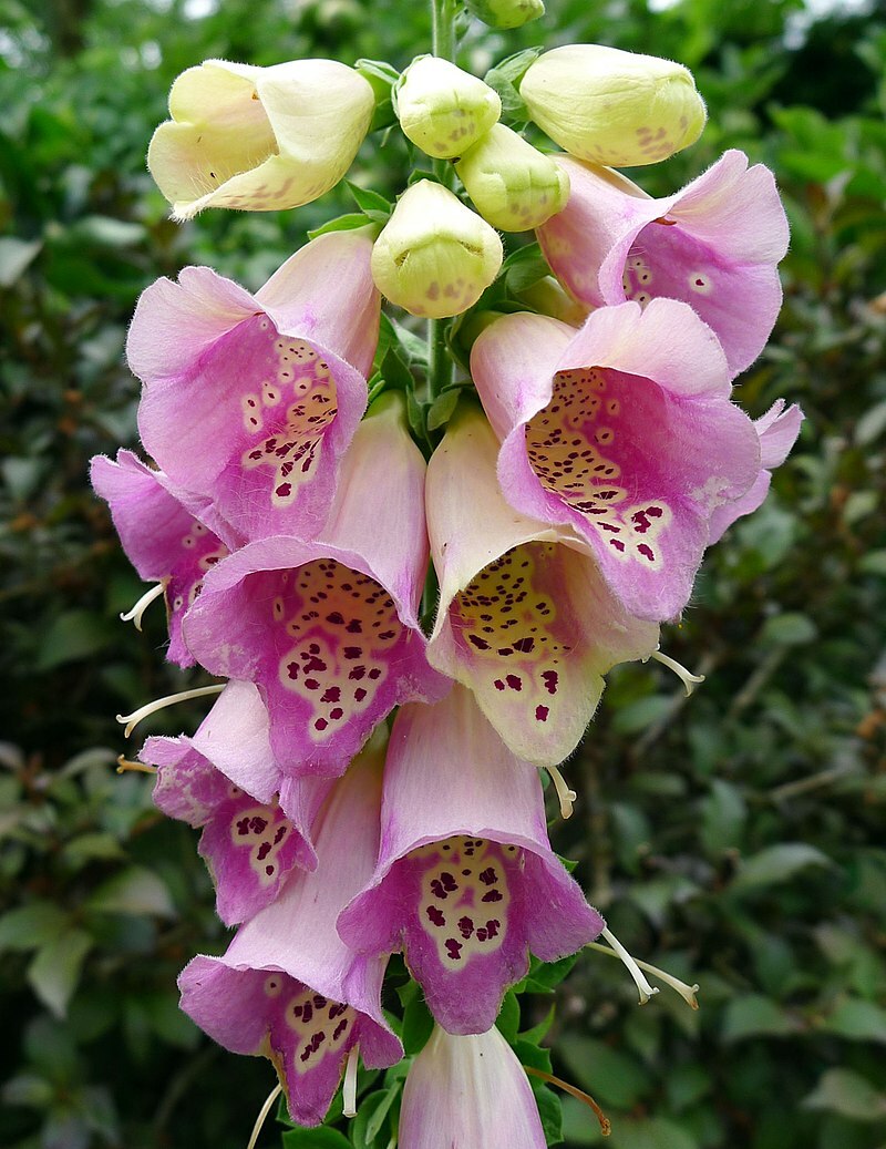 FOXGLOVE 1002 SEEDS DIGITALUS PURPUREA, SPOTTED PURPLE OR WHITE FLOWERS *BULK*