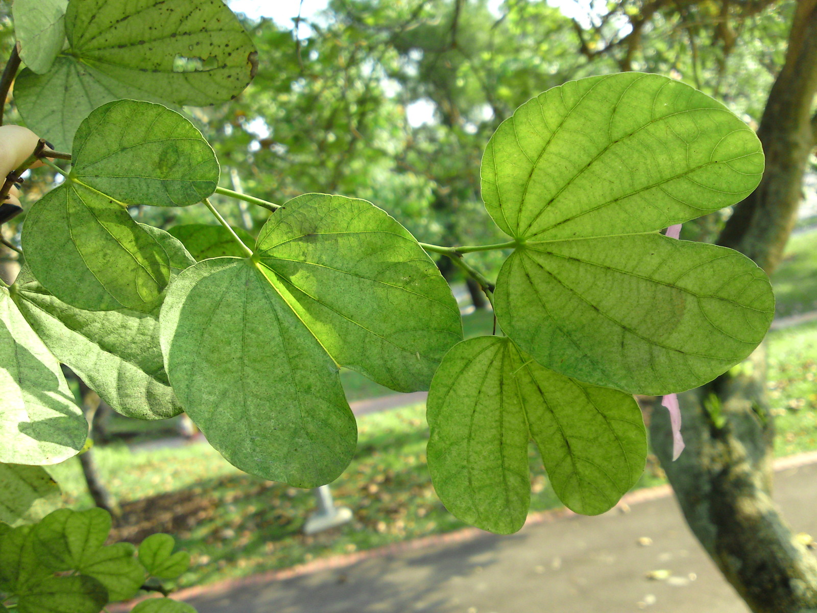 Purple Orchid Tree, Bauhinia Purpurea, Tree Seeds (Fast, Showy, Fragrant)