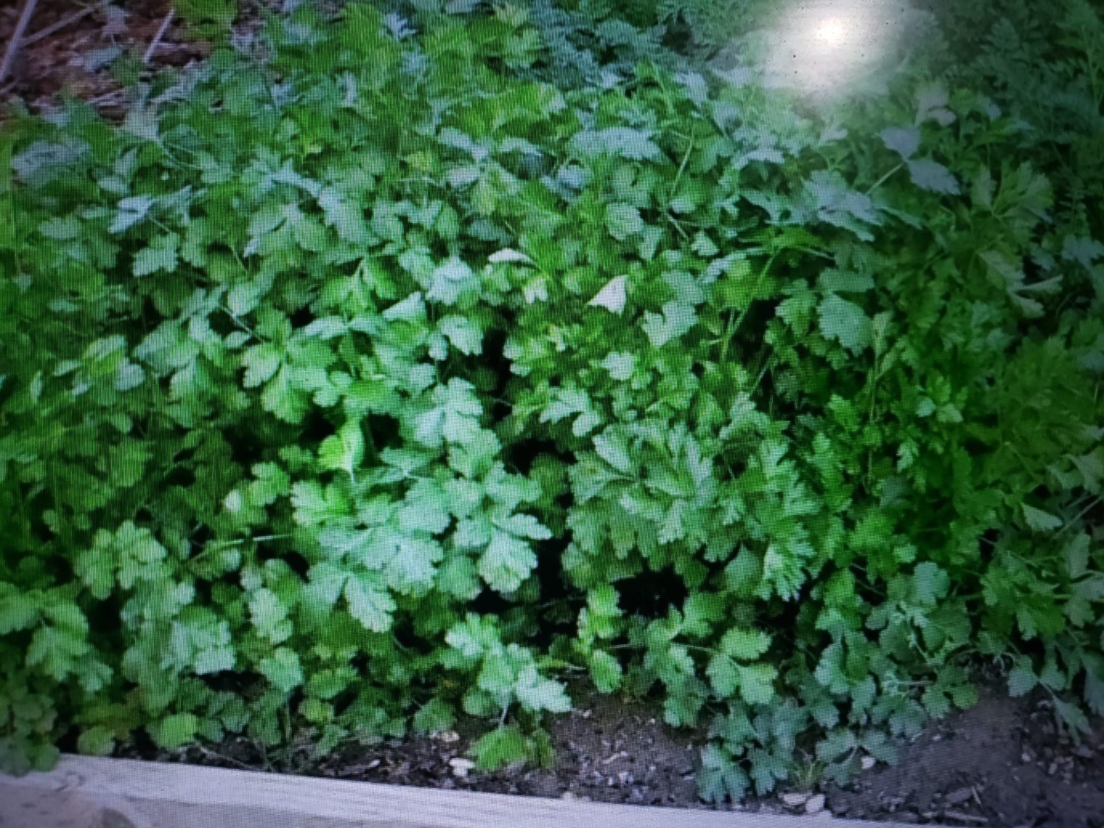 Cilantro Coriander Fast Growing Aromatic Herb 250 seed Free Shipping USA Seller