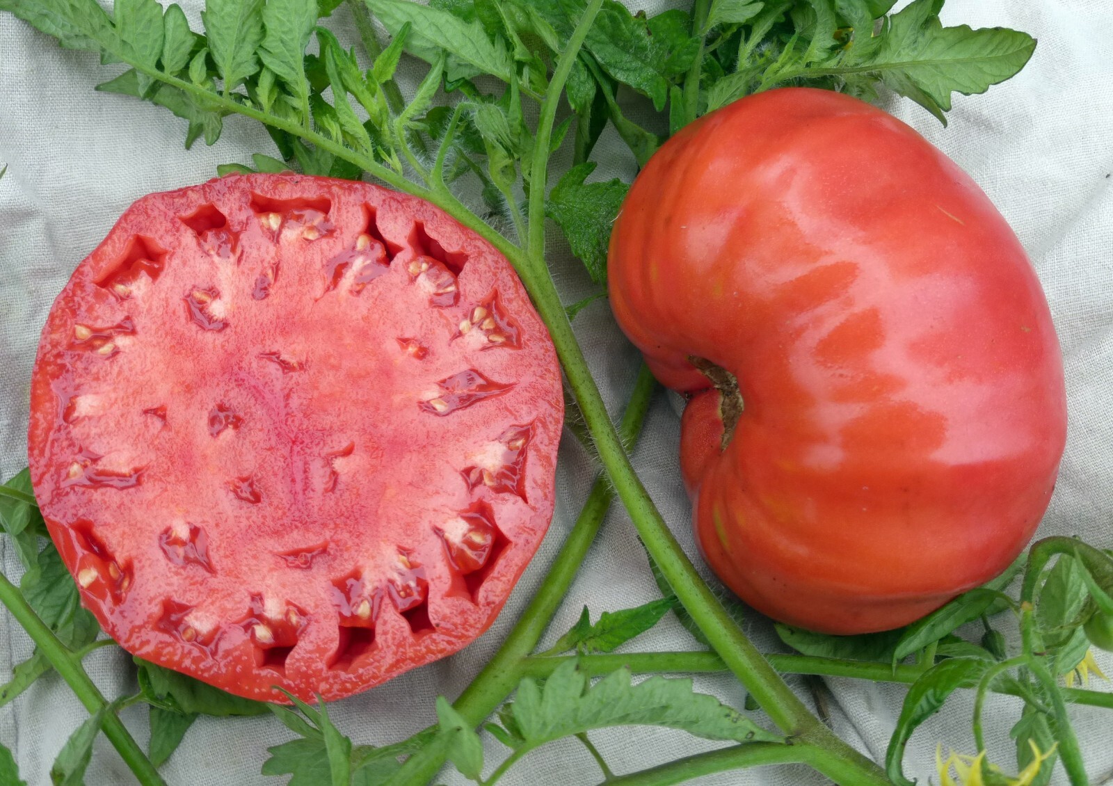 Mortgage Lifter Tomato Seeds Heirloom Non GMO Beefsteak Indeterminate Garden