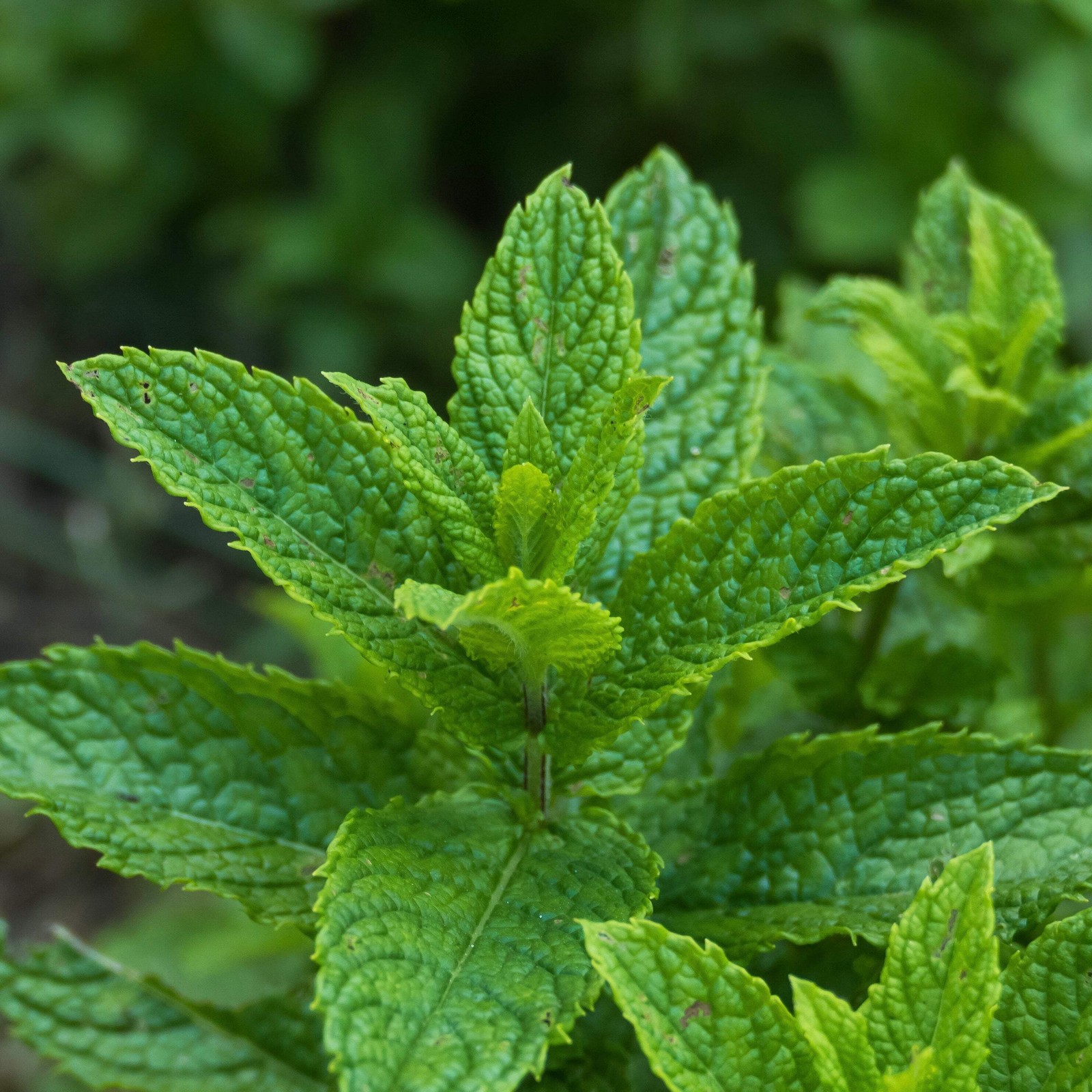 Mint, Spearmint (Mentha spicata)