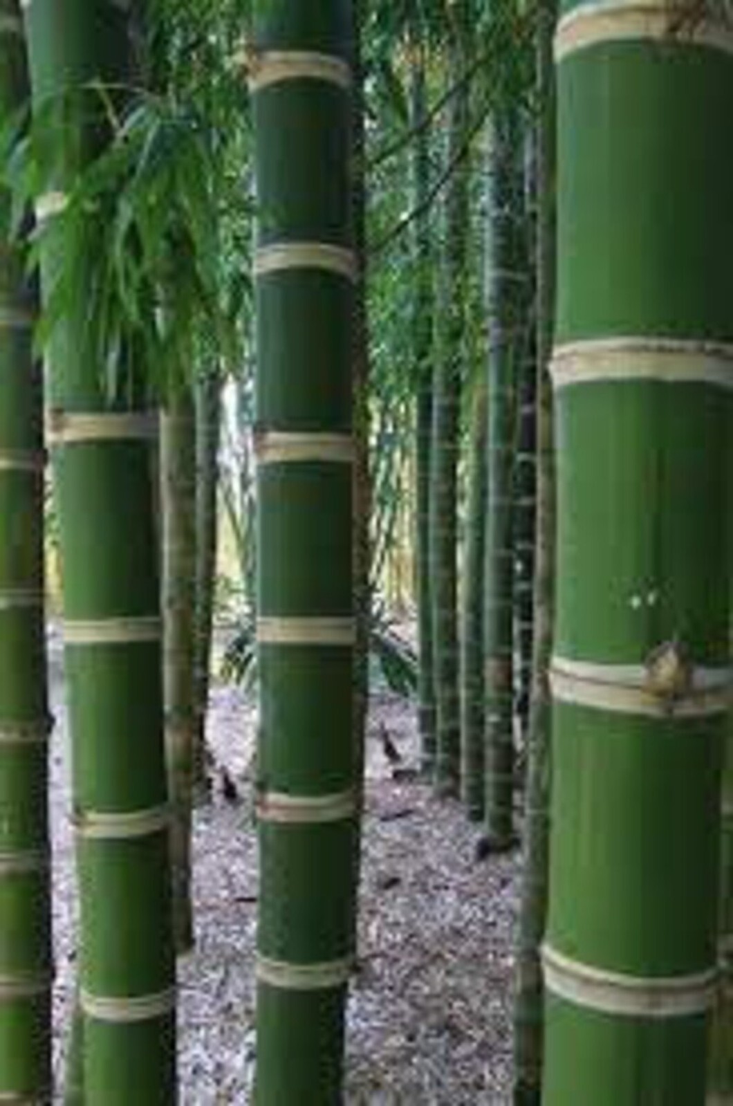 100Guadua Bamboo Seeds Perennial Ornamental Seed Privacy US SELLER
