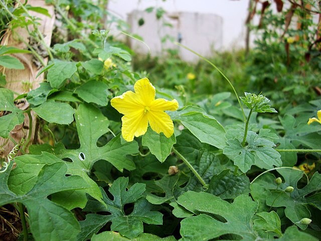Momordica charantia | Bitter Melon | 20 Seeds