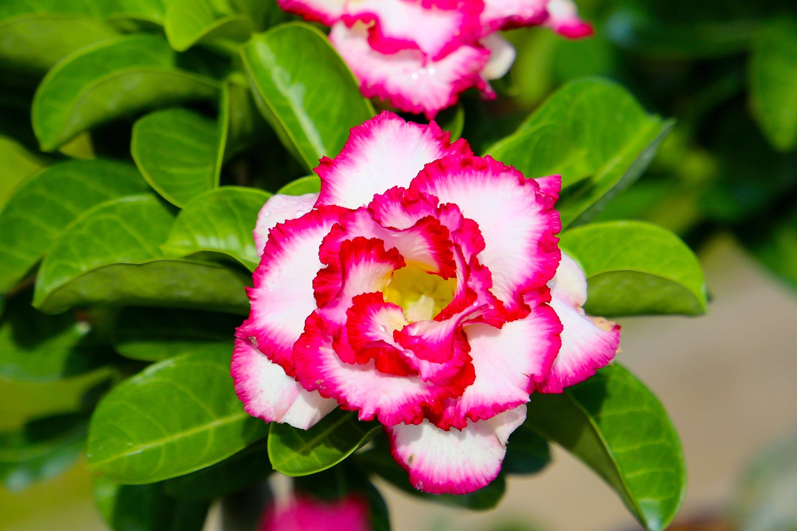 10 Mixed DESERT ROSE / ADENIUM Obesum African Houseplant Flower Seeds *Comb S/H