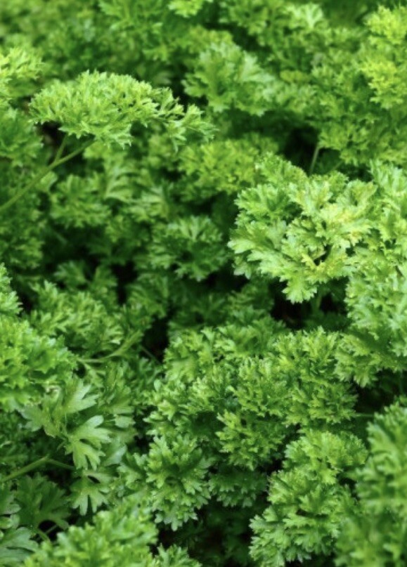 Forest Green Parsley Seeds | NON-GMO | Heirloom | Garden Seeds (500 seeds)