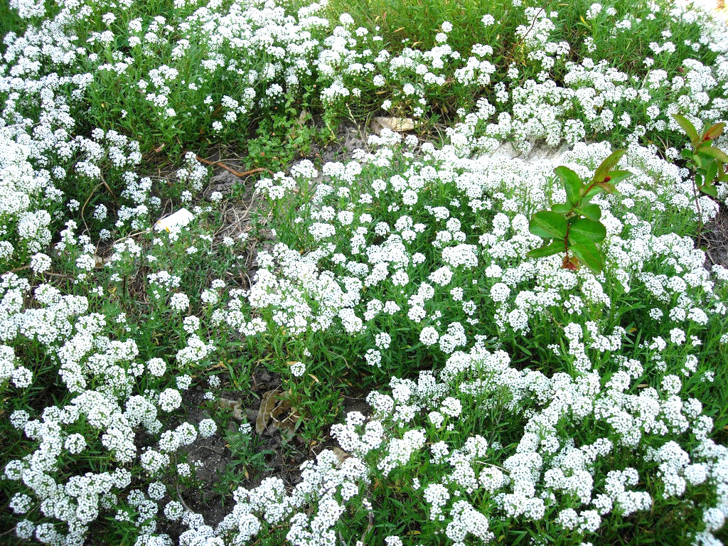 1000 SEEDS – Alyssum Sweet White flower – FRAGRANT GroCo* BUY ANY 15-SHIPS FREE