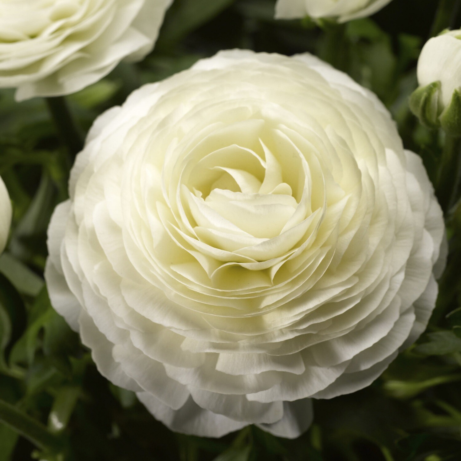 Ranunculus Seeds Magic White 25 Seeds Pelleted Seeds