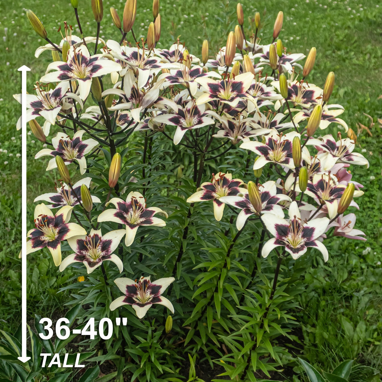 Garden State Bulb Netty’s Pride Asiatic Lily Flower Bulbs, 14/16cm
