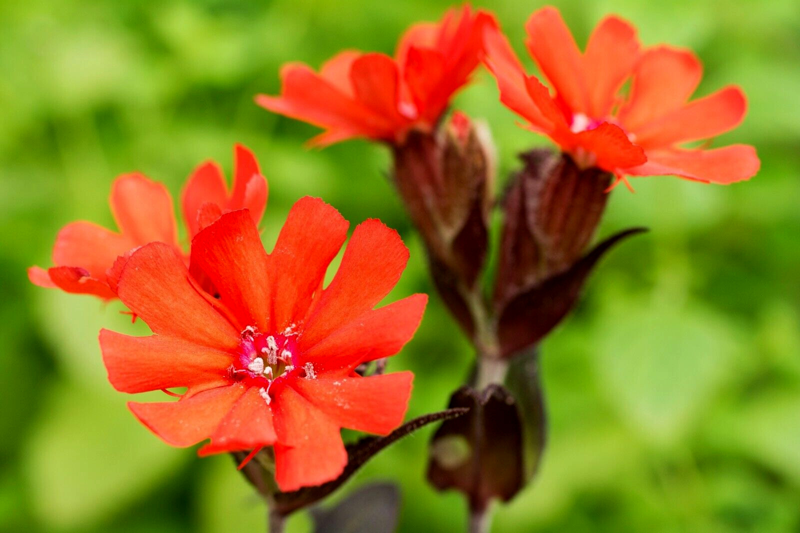 50 seeds lychnis arkwrightii vesuvius scarlet, dark leaves, rare flower