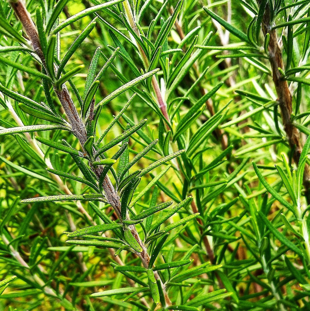 Rosemary Seeds – For 2025 Planting Blue Tuscan Perennial Herb Garden