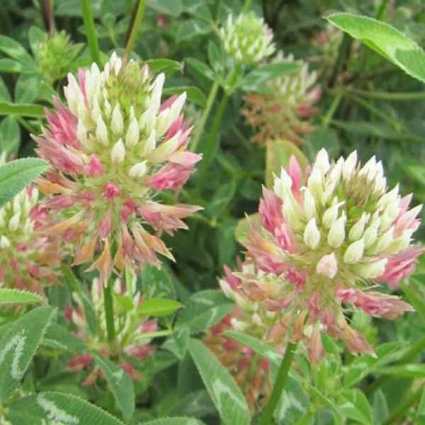 10 LBS – Inoculated Arrowleaf Clover Seeds – Trifolium Vesiculusom
