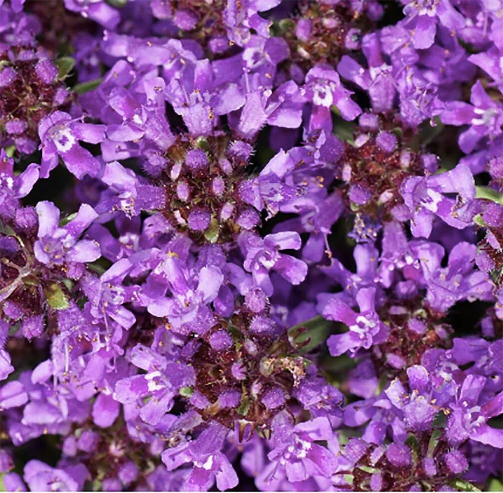 8000+ Creeping Thyme Seeds for Full Sun – Low-Maintenance Perennial Groundcover
