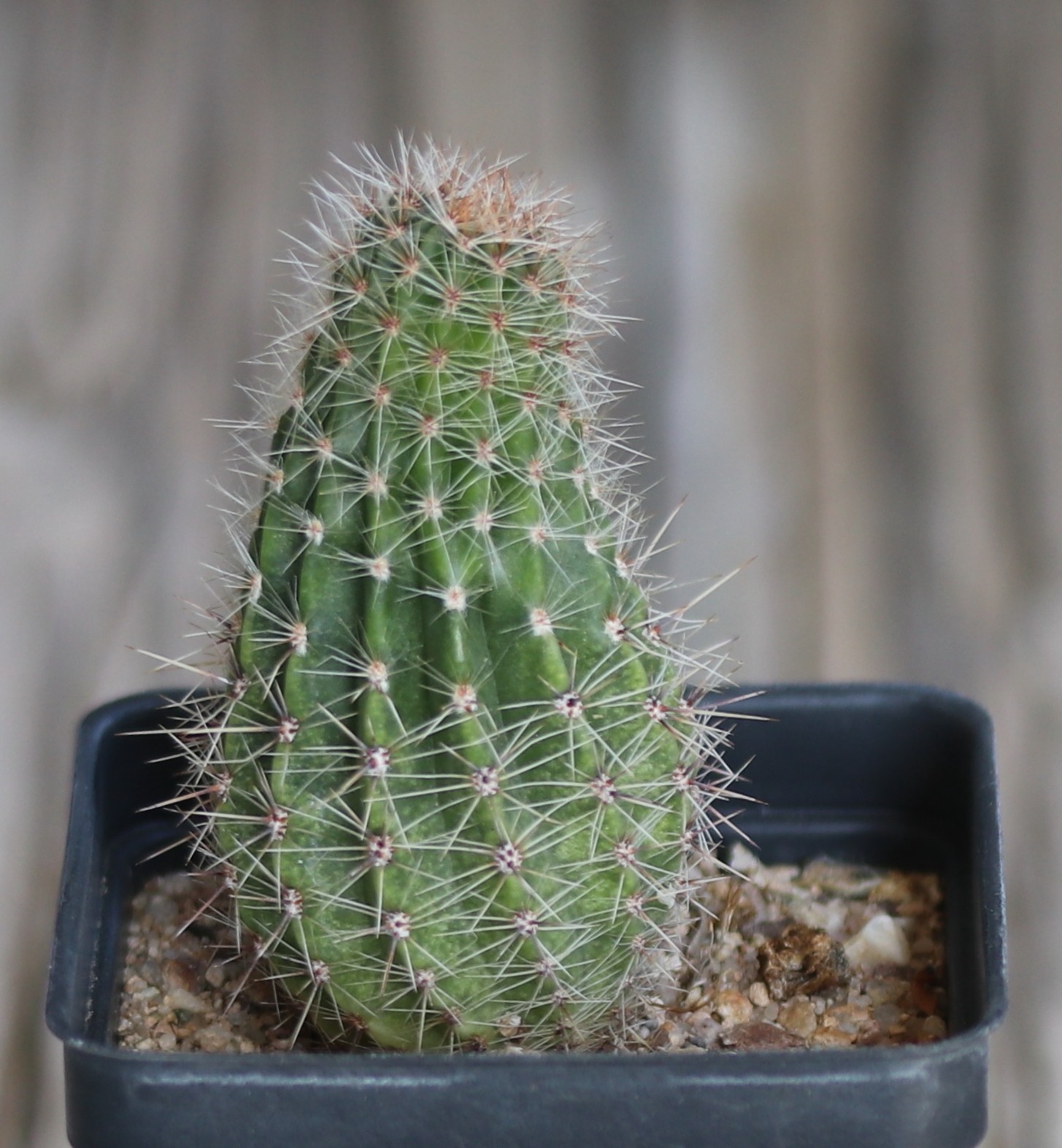 Echinopsis hybrid ‘Andrae’