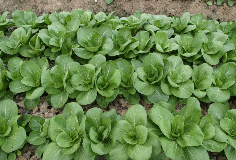 1500 + BABY PAK CHOI Bok Choy Chinese Cabbage Seeds USA Seller!! FREE SHIPPING!