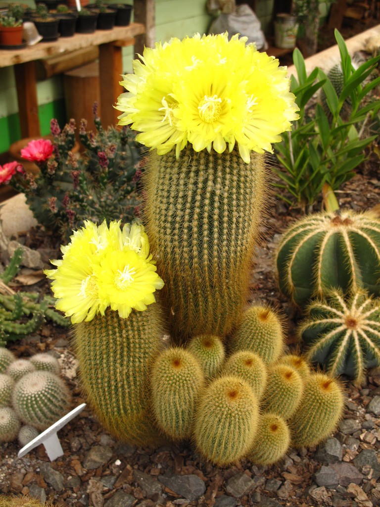 Eriocactus Leninghausii aka Golden Torch Cactus 5 Seeds Free Shipping!