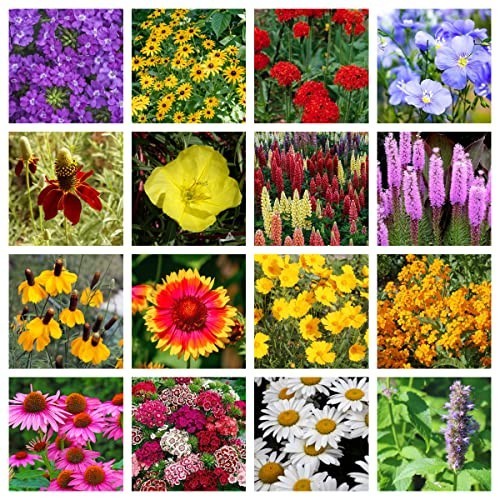 Bulk Wildflower Seed Shaker – 900,000+ Perennial Flower Seeds Mix, 1 lb Tub