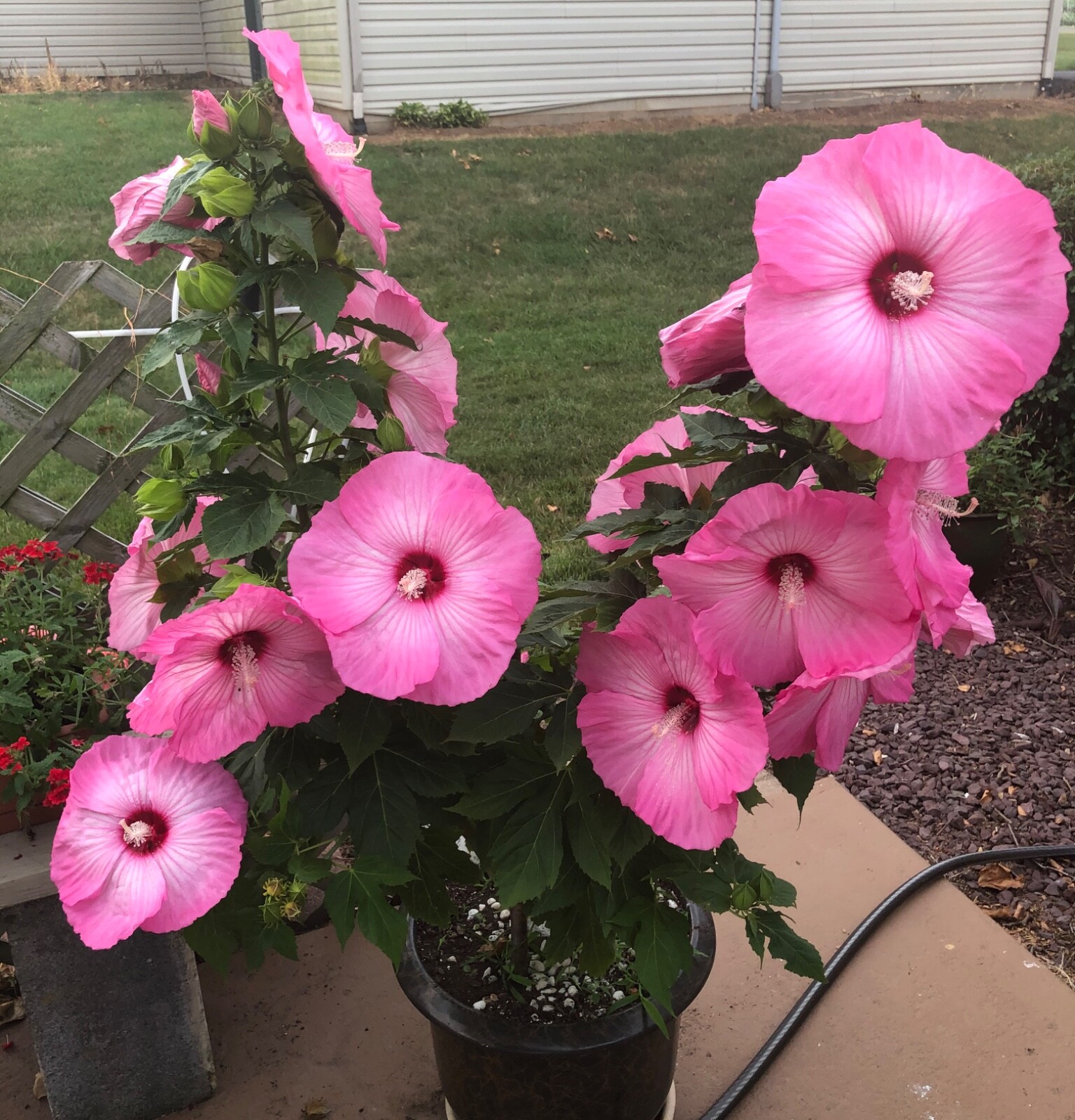 20 LARGE FLOWER “AIRBRUSH” ROSE MALLOW HIBISCUS SEEDS (ZONE 4-9)