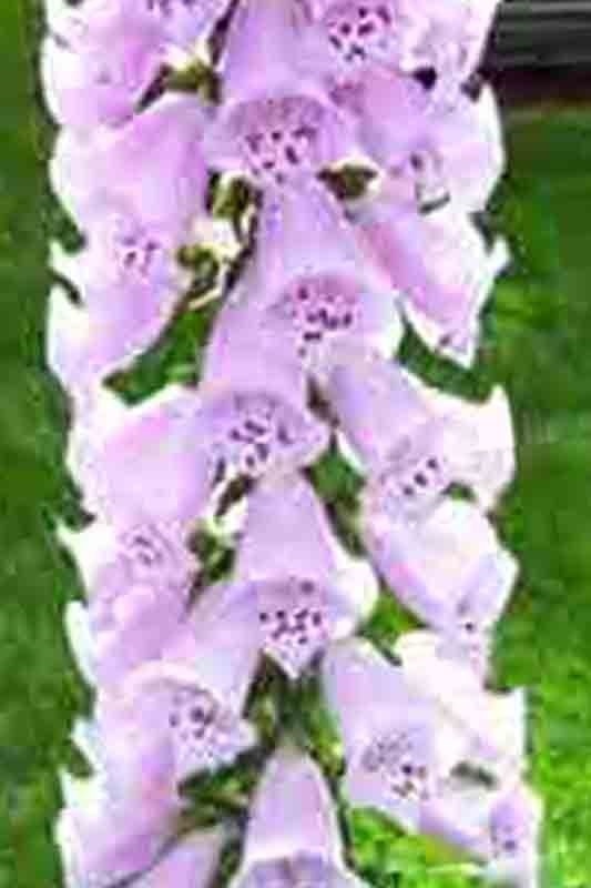 2000+ FOXGLOVE MIX SEEDS SPRING PERENNIAL FLOWERS EXCELSIOR PEST RESISTANT USA