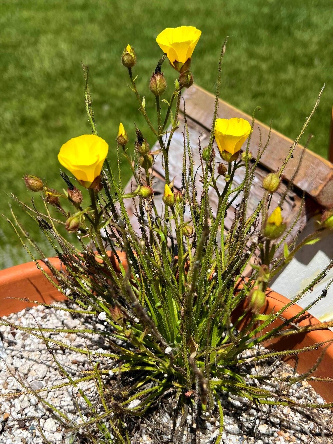 Dewy Pine Seeds (Drosophyllum lusitanicum) Carnivorous Plant Seeds 15 Pack