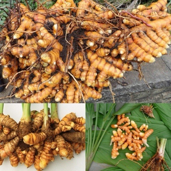 15pcs Turmeric Roots Fresh Roots Curcuma Longa Ready To Plant