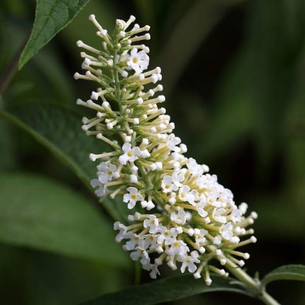 Butterfly Bush Starter Plant /Buddleja Davidii Buzz Well-Rooted Plug
