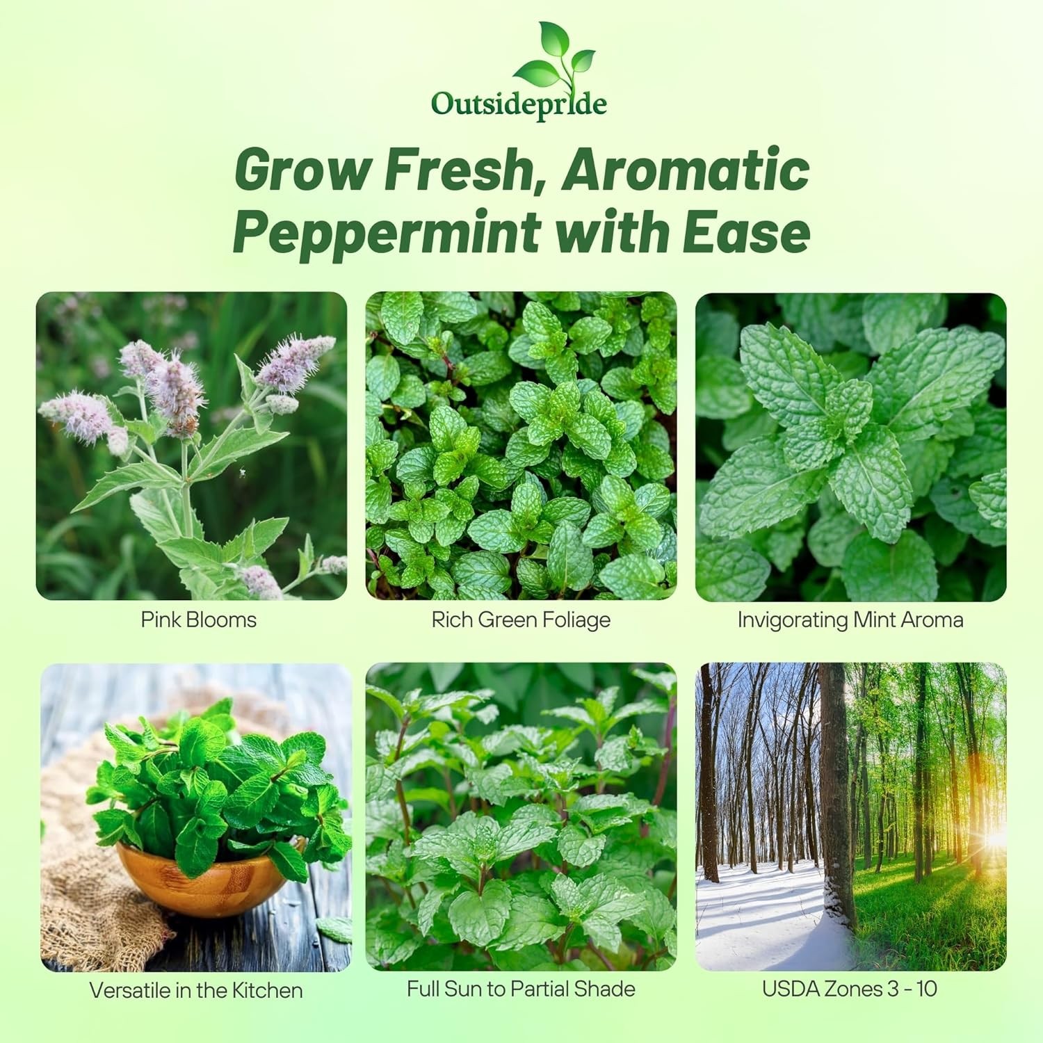 10000 Seeds Peppermint Seed – Mentha Piperita Herb Seeds
