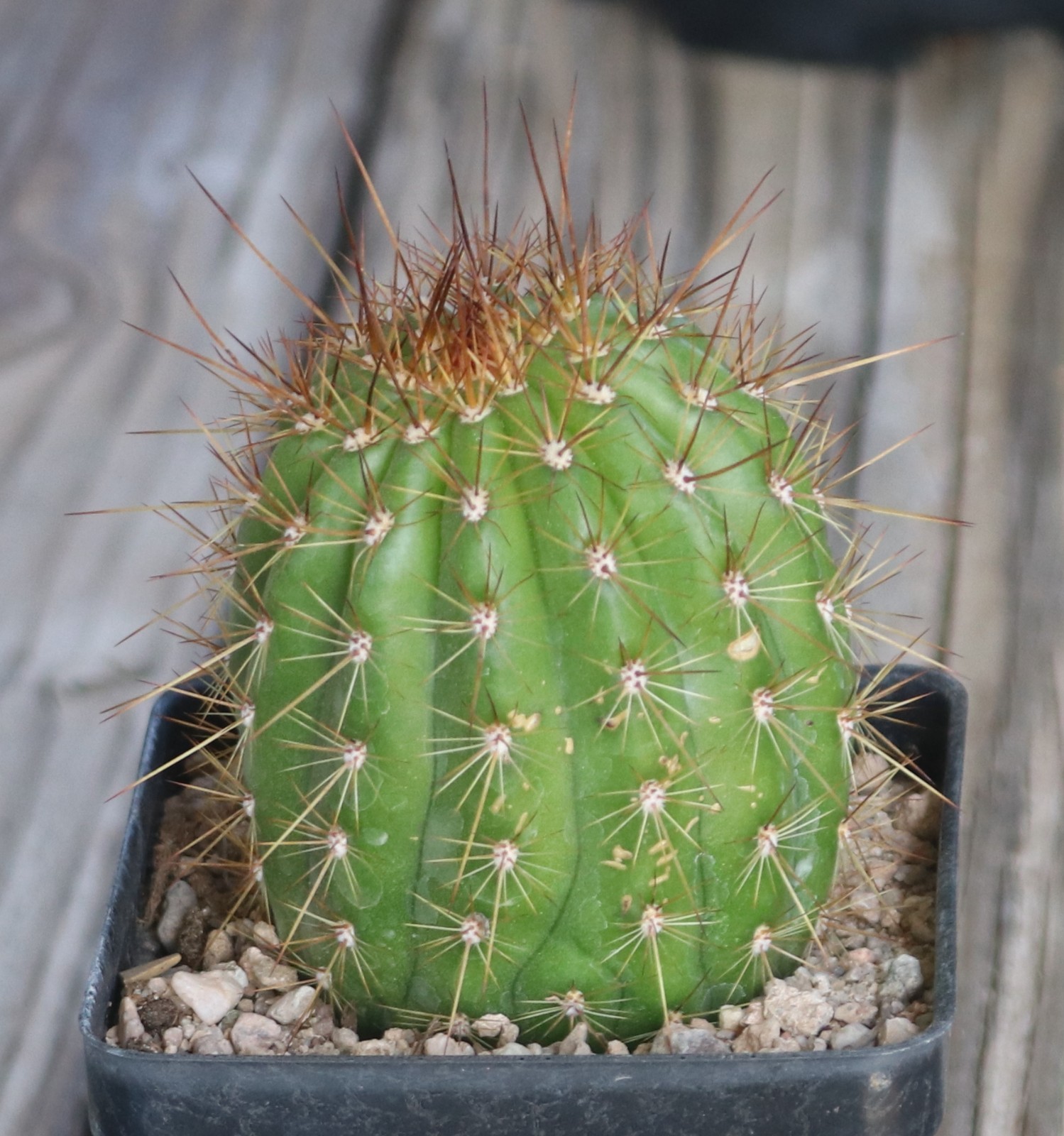 Tricho hybrid ‘Apricot Glow’