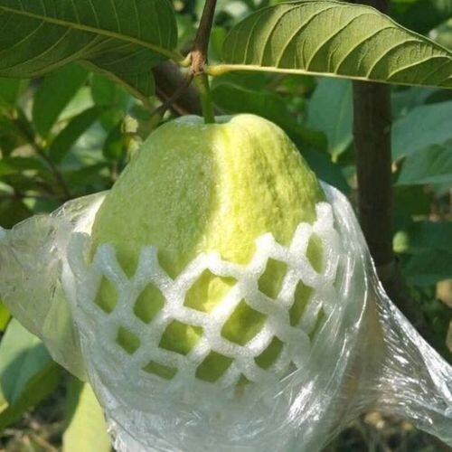20 Pink pearl guava SEEDS