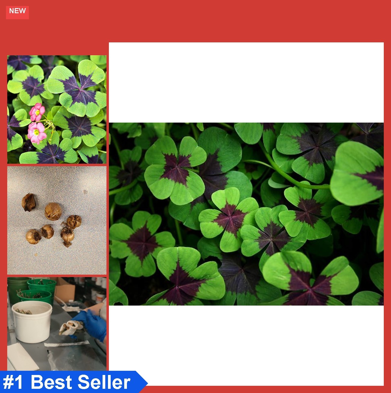 Oxalis Shamrock Bulbs 5 Count Good Luck Plant Fast Growing Year Round Color