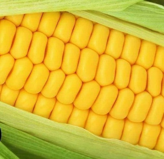 Sweet Corn Seeds Golden Bantam 100 Organic Yellow Seed Heirloom Garden NON-GMO