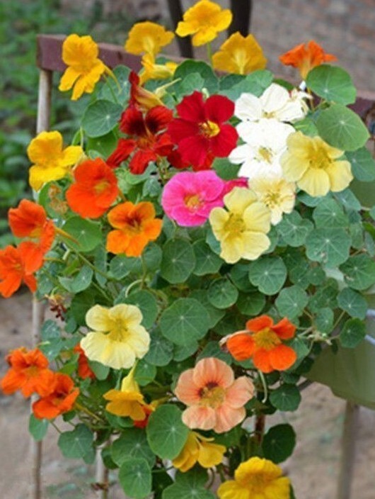 20+Tall Nasturtium Seeds Mix(Tropaeolum majus) Edible Garden Flowers USA