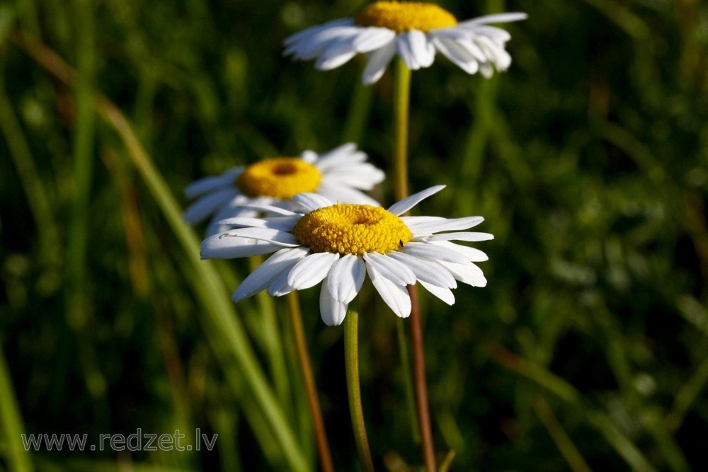Ox Eye Daisy Chrysanthemum Leucanthemum Heirloom Seed Non-GMO 500 Seeds