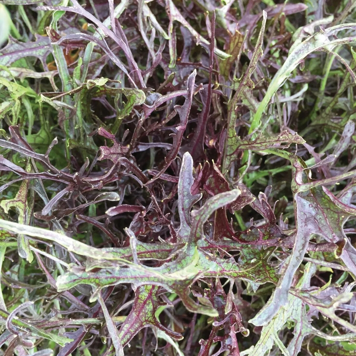 Mizuna Red Streaks Mustard Seeds, Spider Mustard, Konya, NON-GMO, FREE SHIPPING