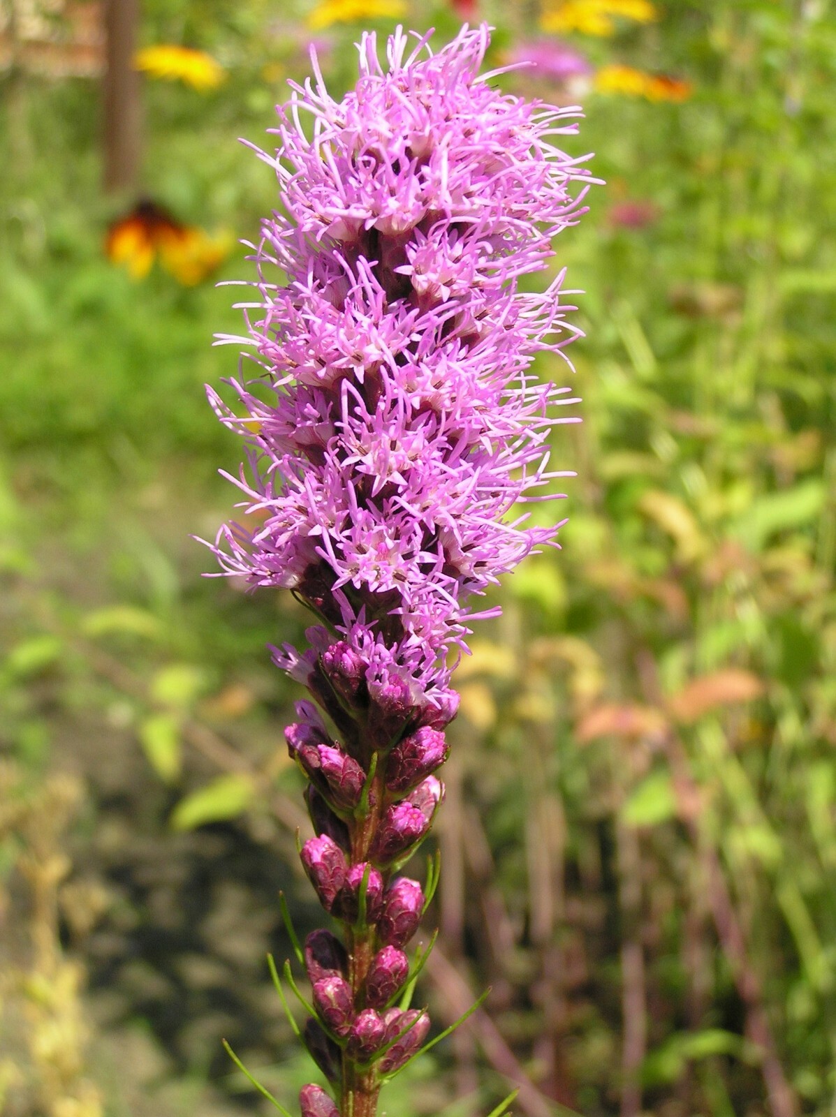 Marsh Blazing Star (Liatris spicata) PA Ecotype 70 Seeds