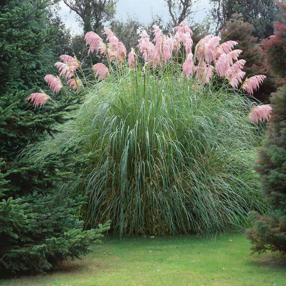 Pink Pampas Grass Seed Cortaderia Selloana Free Shipping!