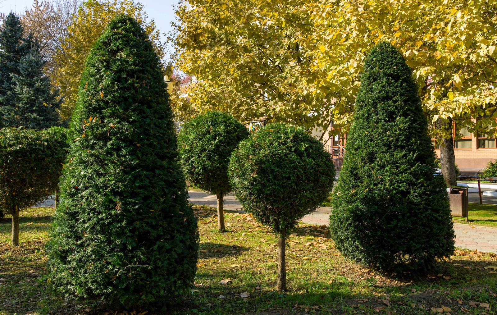 10 ENGLISH YEW Taxus Baccata Tree Shrub Conifer Sun or Shade Red Ornamental Berr