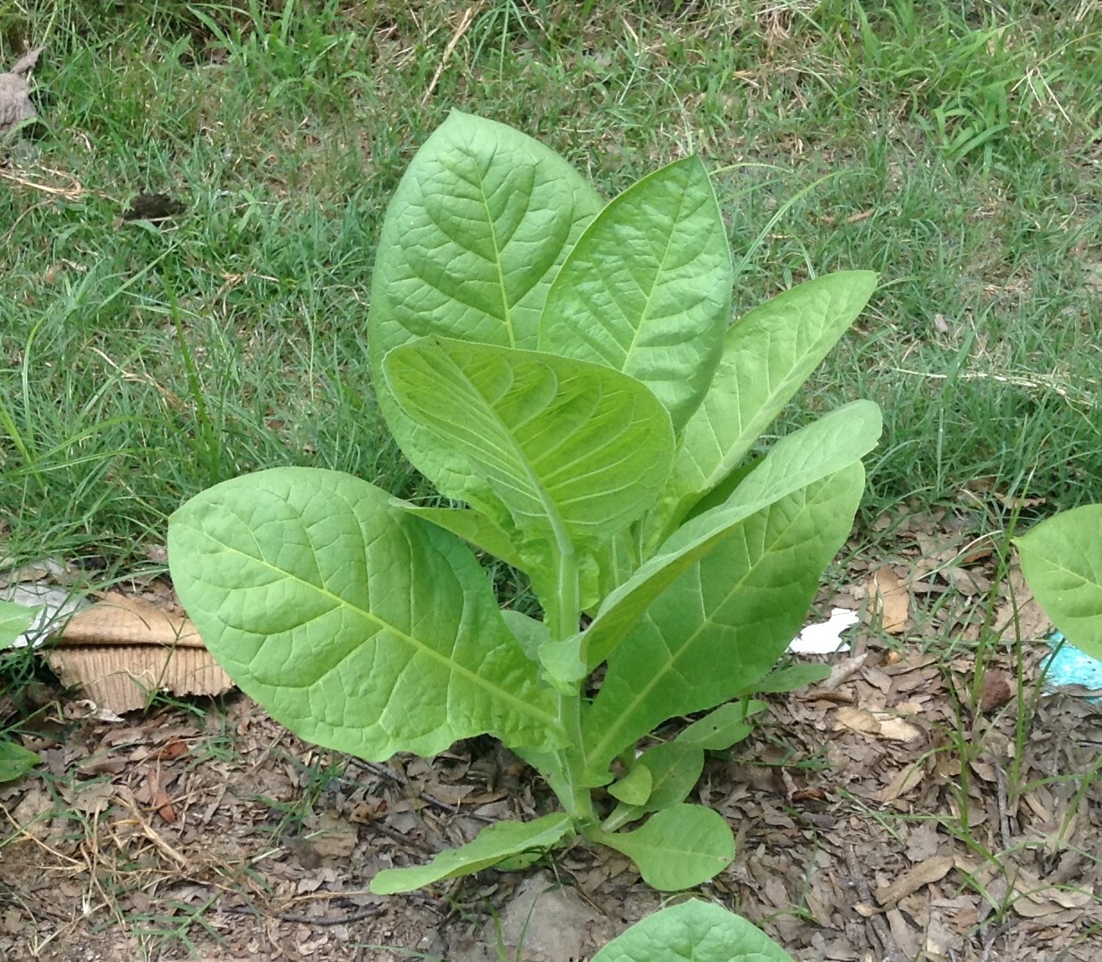 Caribbean Style Cigar Tobacco Seed Blend Kit – (1000+ seed each of 3 varietes)