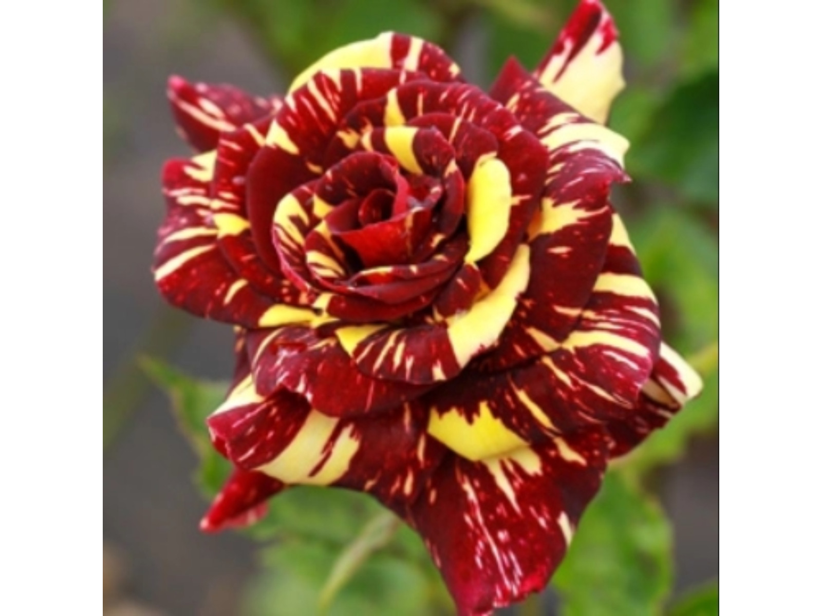30+ Seeds| Mix Perennial Rose Seeds- Asian #1060