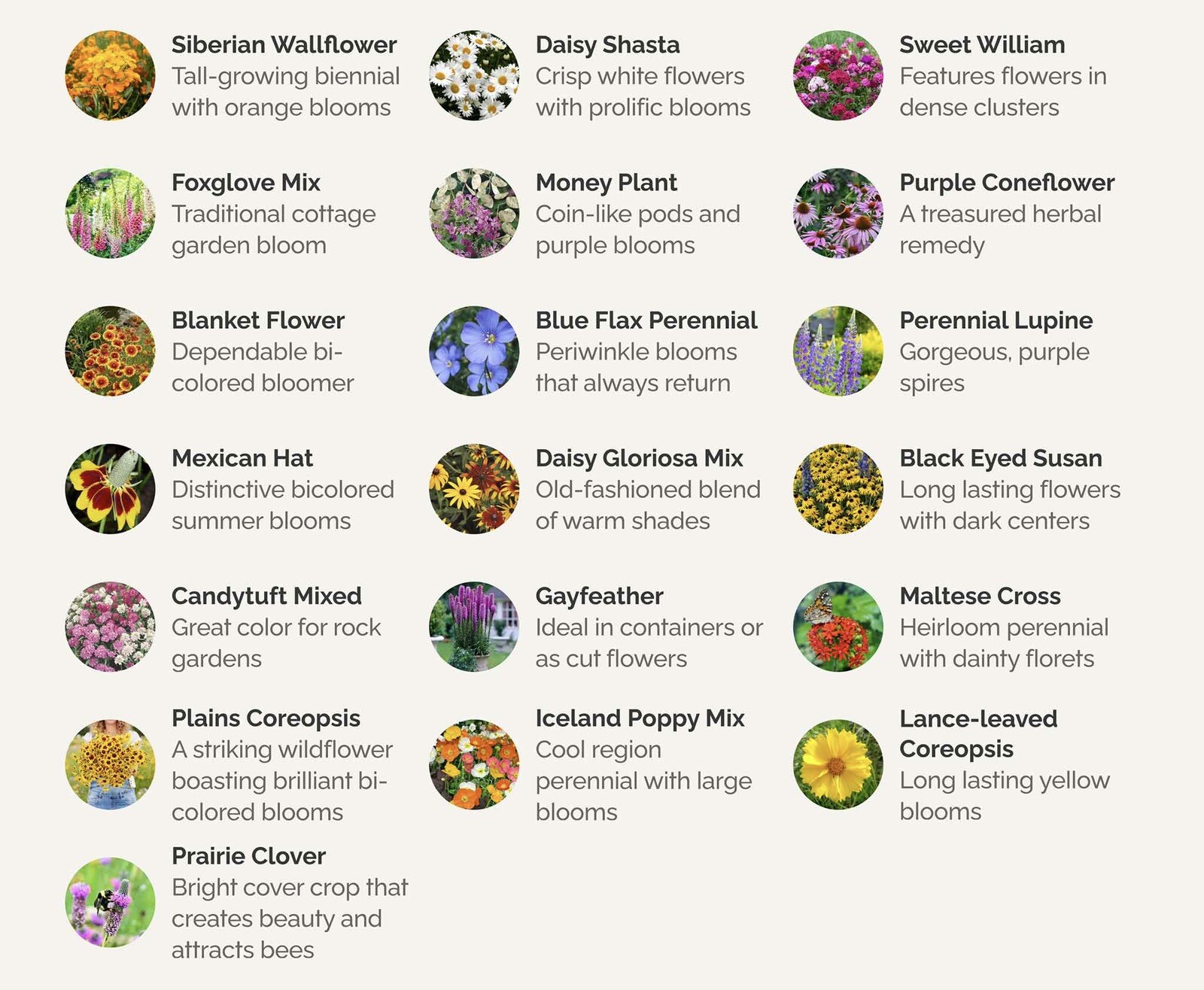 Wildflower Mix ALL PERENNIAL Heirloom Pollinator Garden USA Non-GMO 500+ Seeds!