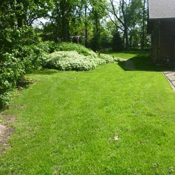 5 LBS – OptiGrowth Coated Poa Supina Grass Seed Blend – Shade Grass Seed