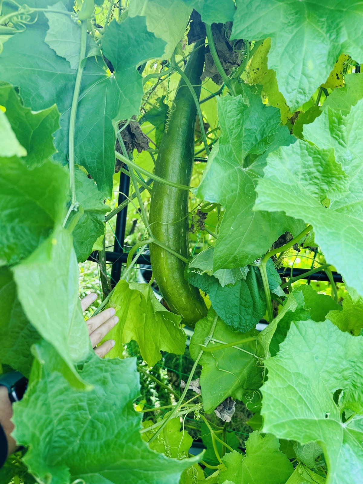 Luffa (Loofah) Gourd Seeds 30 Piece Non-GMO Organic.