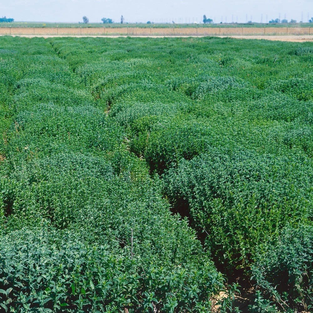 3000+ Peppermint Seeds (Mentha piperita)- 3000 Seeds, Non-GMO Heirloom Perennial