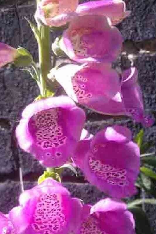 2000+ FOXGLOVE MIX SEEDS SPRING PERENNIAL FLOWERS EXCELSIOR PEST RESISTANT USA