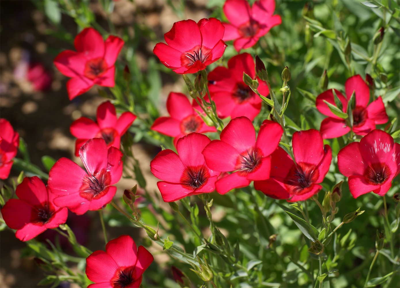 Scarlet Flax Seeds, Linum, Beautiful Red Flowers, Heat Tolerant, FREE SHIPPING