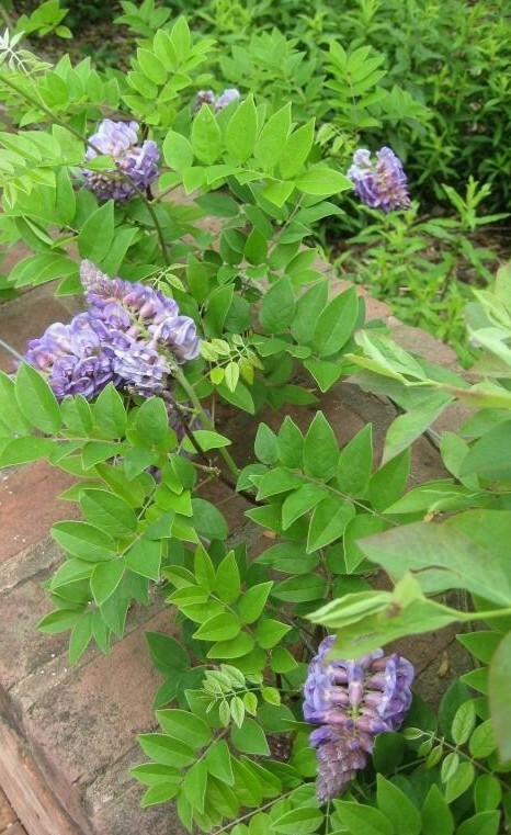 American Purple Wisteria frutescens Perennial vine, fragrant flowers 8 seeds