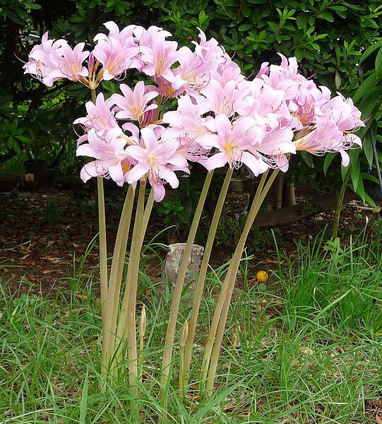 6 BULBS PINK MAGIC SURPRISE LILY Autumn Lycoris squamigera Hardy Amaryllis READ*