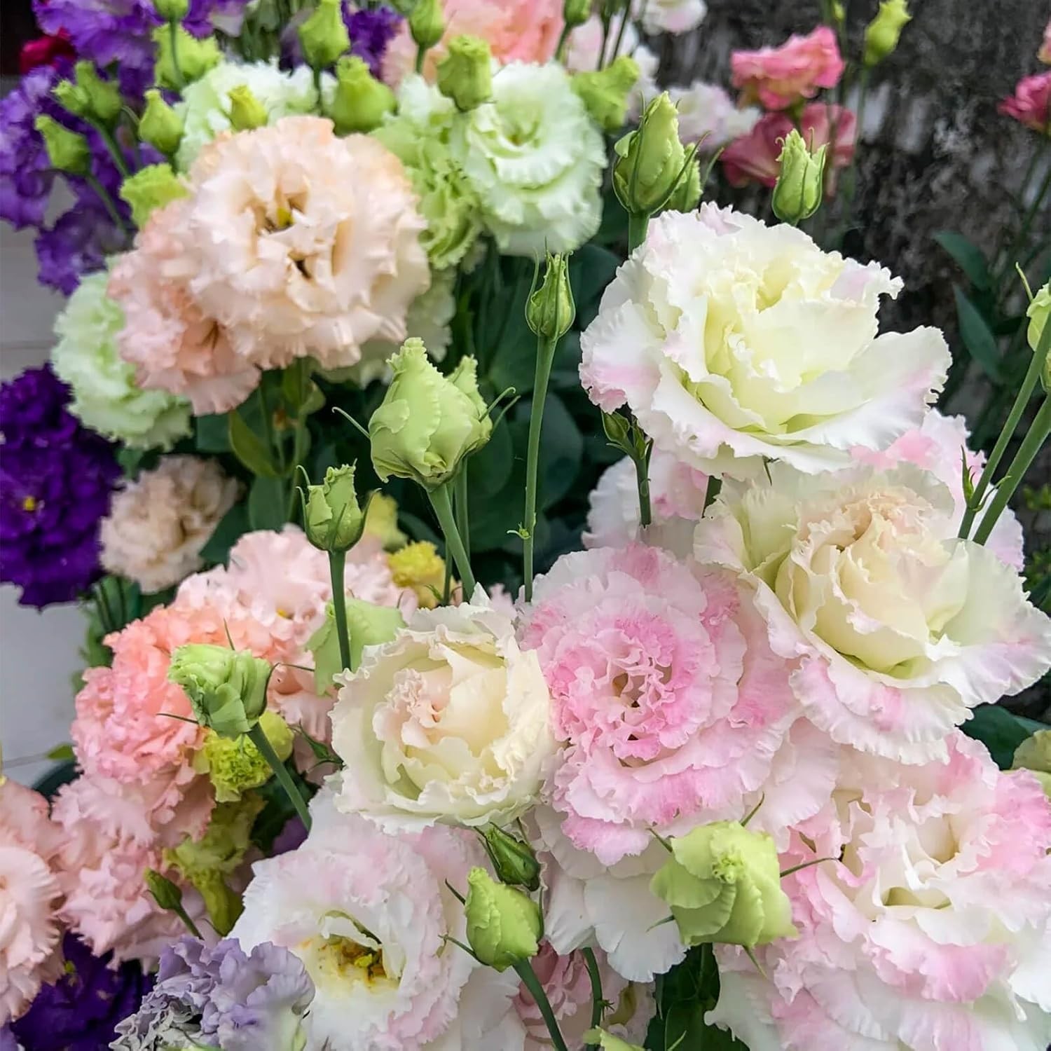 2000 Lisianthus Seeds Perennial Eustoma Grandiflorum Garden Flowers for Planting